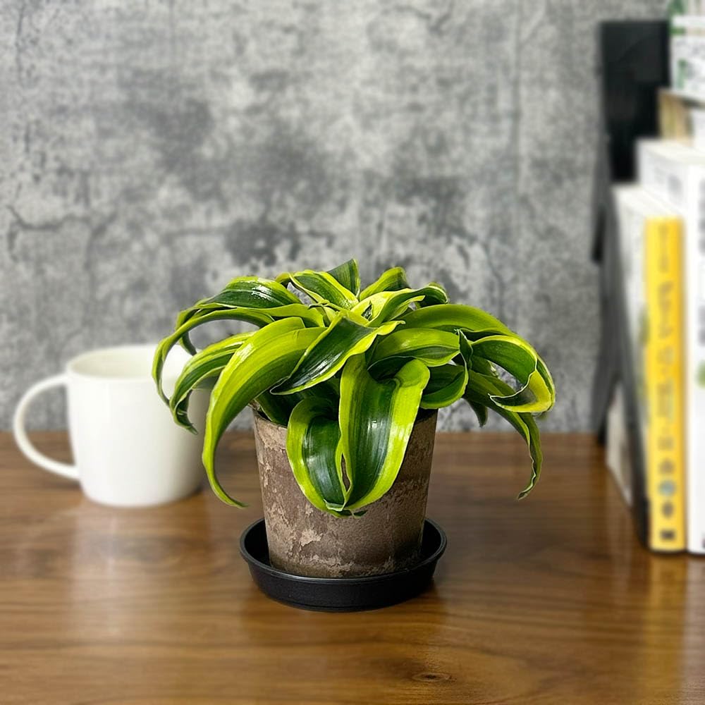 Amazon｜ドラセナ トルネード 4号 白セラアート鉢 鉢皿付｜観葉植物
